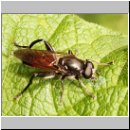 Xylota lenta - Schwarzfuss-Langbauchschwebfliege m01.jpg